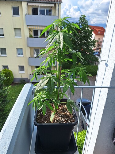 Growreport Bild 7