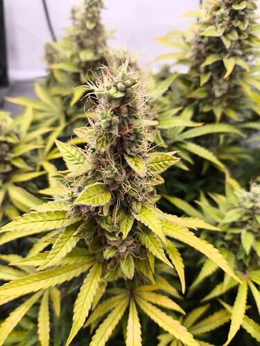 Growreport Bild 3