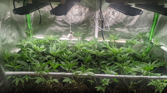 Growreport Bild 1