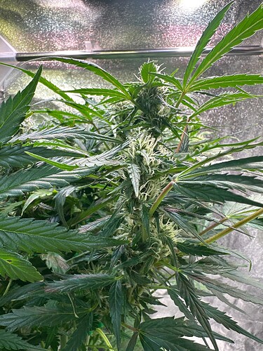 Growreport Bild 8