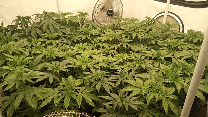 Growreport Bild 3