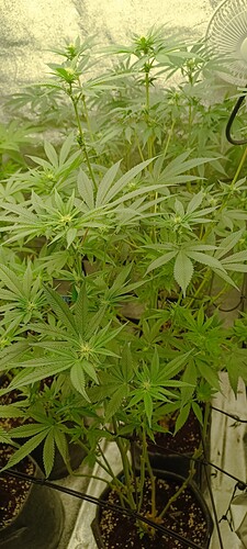 Growreport Bild 9
