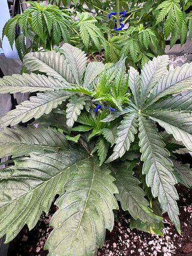 Growreport Bild 6