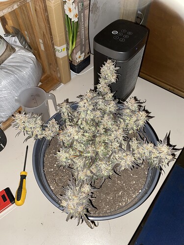Growreport Bild 2
