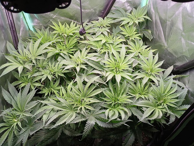 Growreport Bild 2