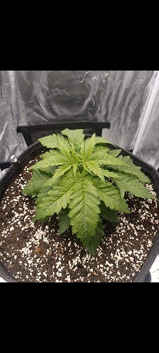 Growreport Bild 4