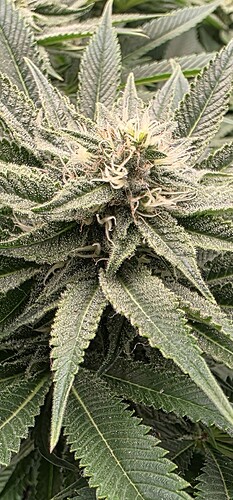 Growreport Bild 2