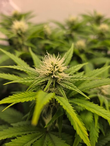 Growreport Bild 12