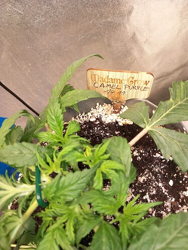 Growreport Bild 4