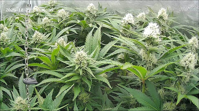 Growreport Bild 19