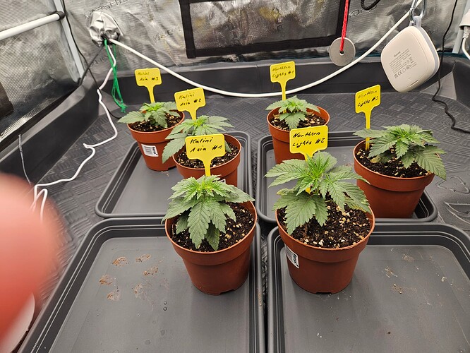 Growreport Bild 29