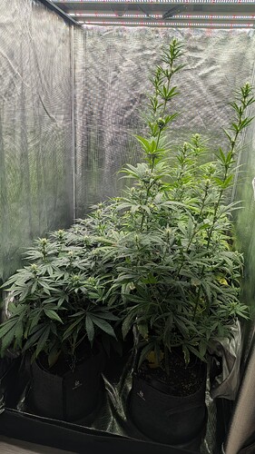 Growreport Bild 1