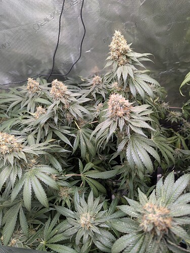 Growreport Bild 5