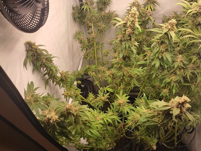 Growreport Bild 50