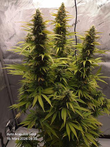 Eine blühende Cannabis-Pflanze in einem Grow-Zelt mit AC Infinity Branding.