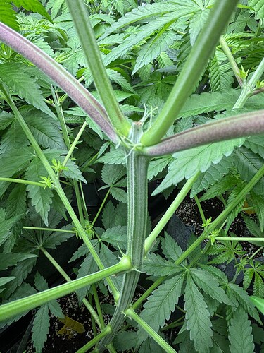Growreport Bild 2