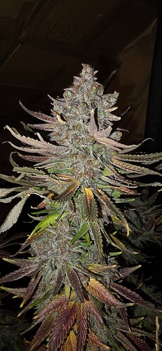 Growreport Bild 58