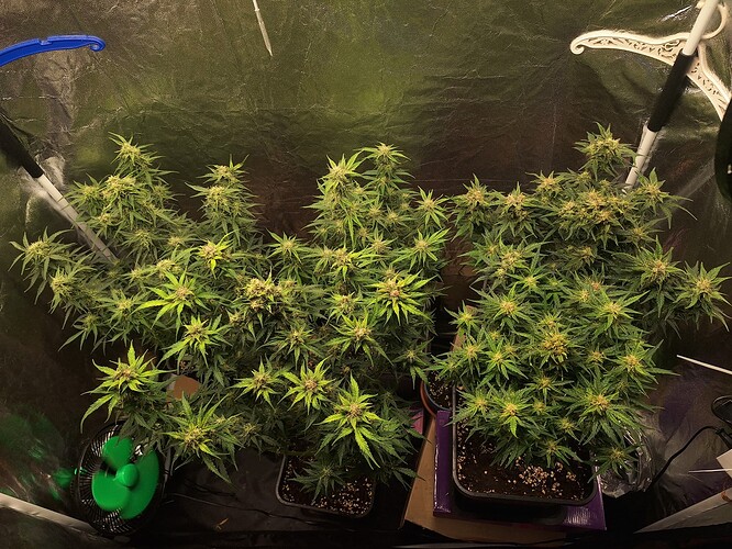 Growreport Bild 15