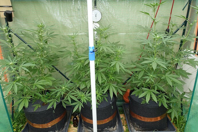 Growreport Bild 1