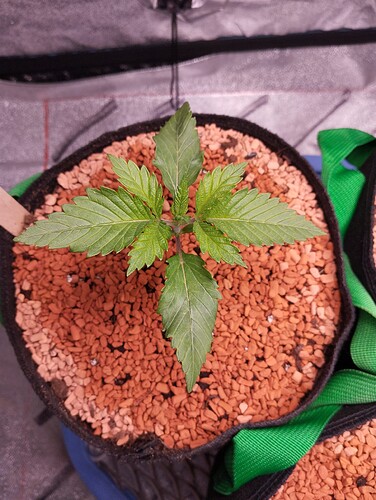 IMG_20241129_183942 - Kopie