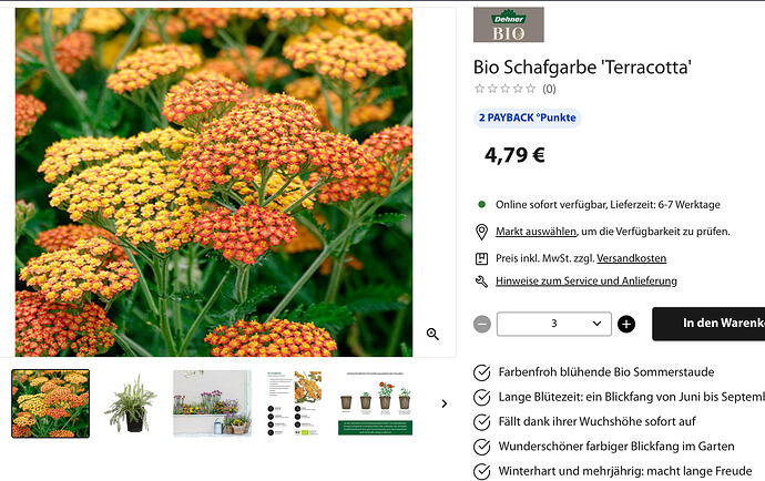Schafgarbe Terracotta _ Dehner