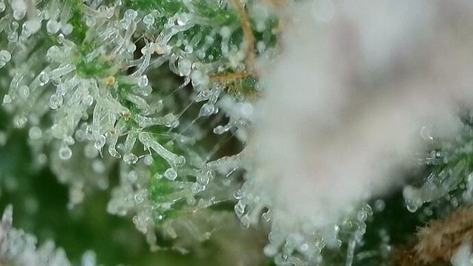 Growreport Bild 51