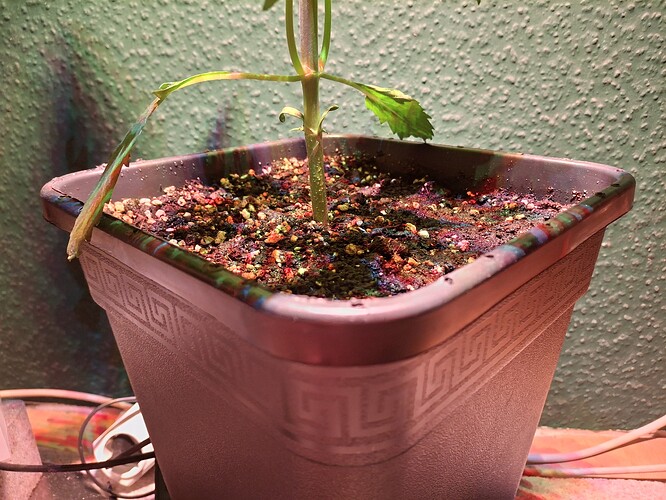 Growreport Bild 2
