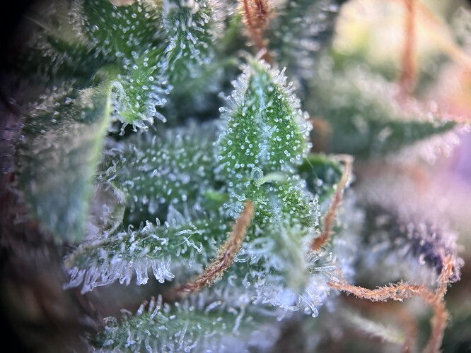 Growreport Bild 29