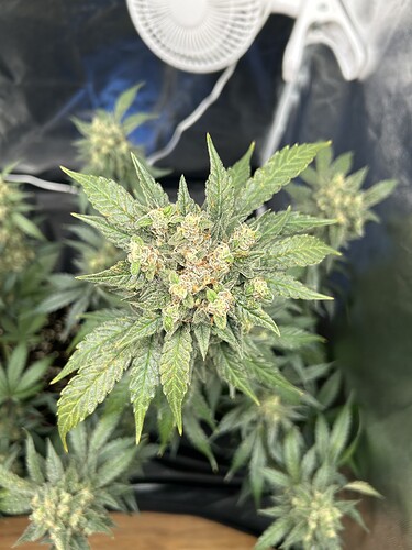 Growreport Bild 9