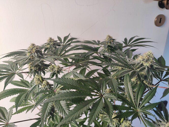 Growreport Bild 27