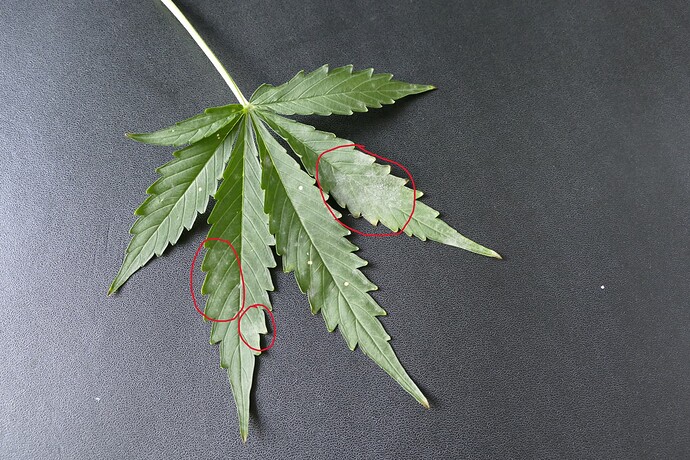 Growreport Bild 7