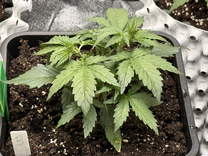 Growreport Bild 6