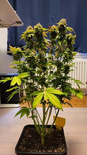 Growreport Bild 8