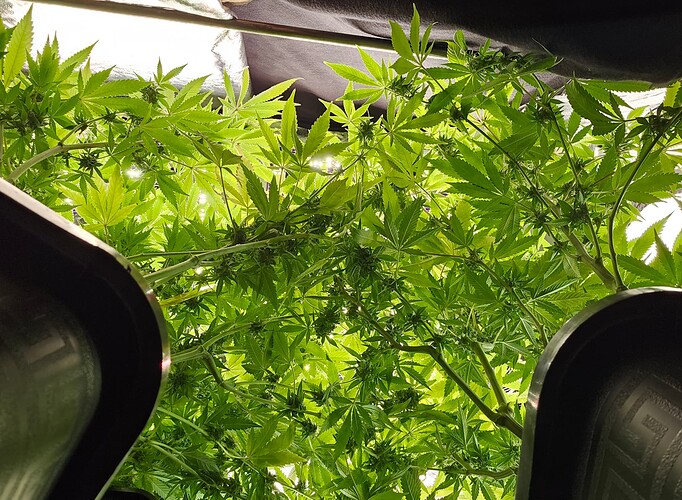 Growreport Bild 33