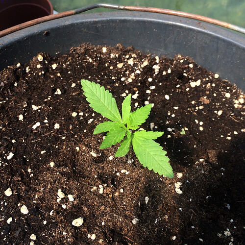 Grow26071908
