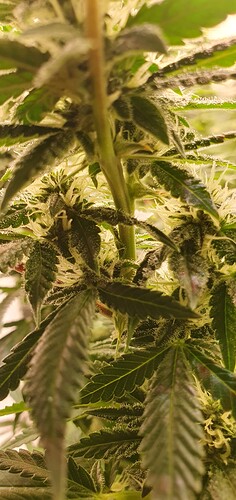 Growreport Bild 3