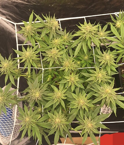 Growreport Bild 8