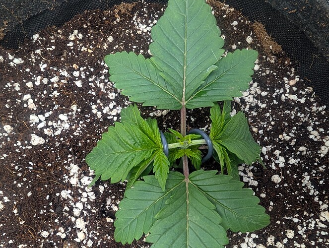 Growreport Bild 2
