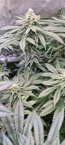 Growreport Bild 13