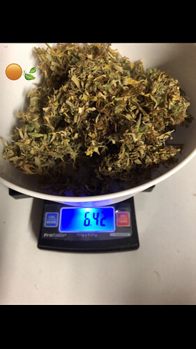 Growreport Bild 1