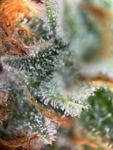 Growreport Bild 26