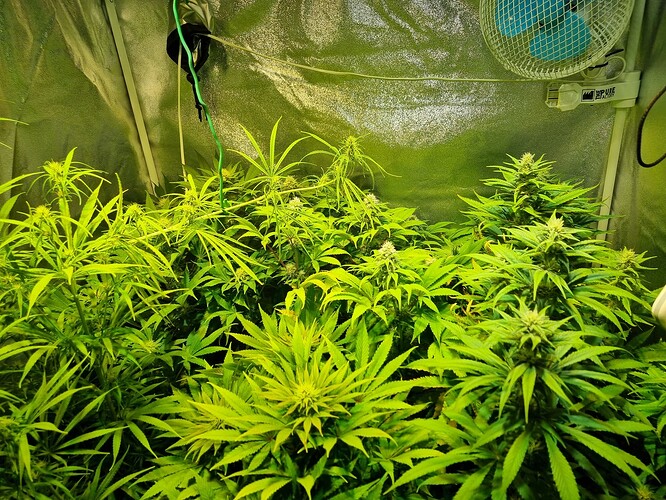 Mehrere Cannabispflanzen in der Blütephase in einer Growbox, mit sichtbaren Blütenansätzen und breiten Blättern. Ein Ventilator ist oben rechts montiert.