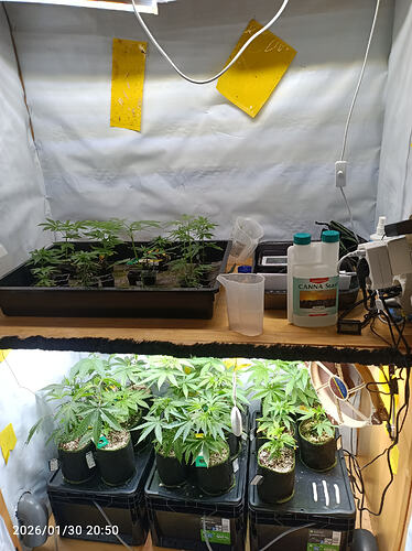 Growreport Bild 27