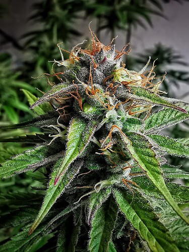 Growreport Bild 7