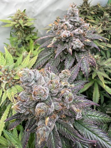 Growreport Bild 48