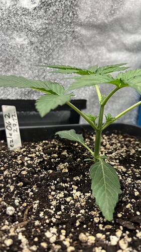 Growreport Bild 7