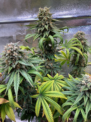 Growreport Bild 5
