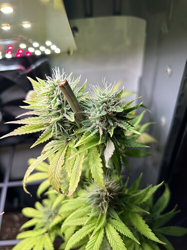 Growreport Bild 4