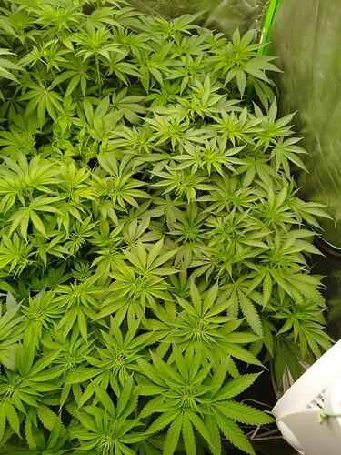 Viele junge Cannabispflanzen mit hellgrünen Blättern in einem Zelt.