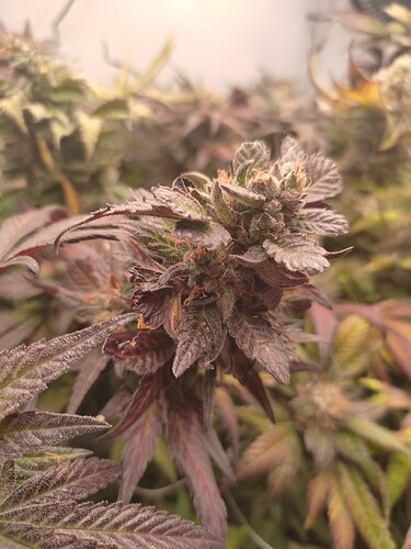 Growreport Bild 57